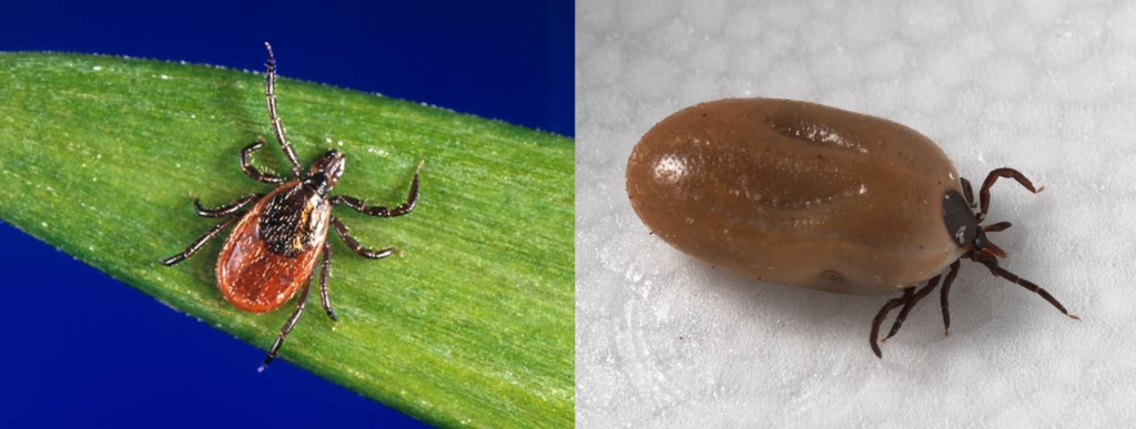 Two images of an adult female Blacklegged tick a.k.a. deer tick. The left image shows a flat or unfed tick and the right shows an engorged or fed tick.