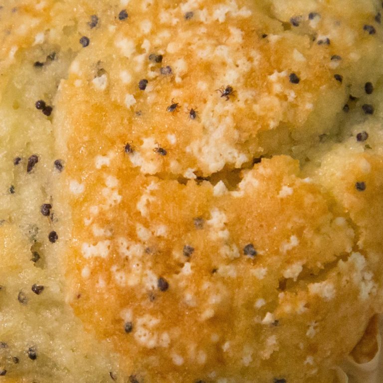Close-up image of a poppy-seed muffin. There are 5 nymphal Blacklegged/Deer ticks on the muffin.
