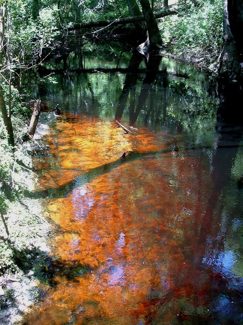 Image of a blackwater creek. Shows the water looks like sweet tea. 